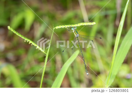 オオアオイトトンボ 126803801