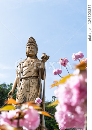 うららかな春日和の光芒に映える八重桜と薬師観音像 「不動尊一心寺の桜(大分県)」 うららかな春日和の光芒に映える八重桜と薬師観音像 「不動尊一心寺の桜(大分県)」 126803883