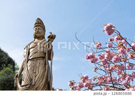 うららかな春日和の光芒に映える八重桜と薬師観音像　「不動尊一心寺の桜(大分県)」 126803886