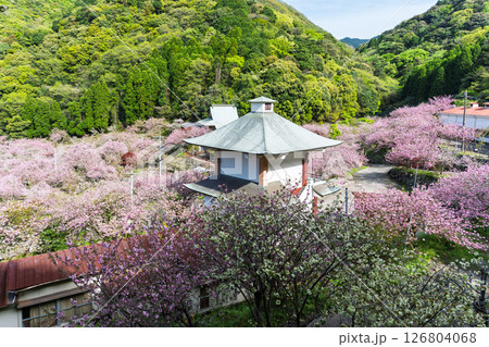 うららかな春日和の光芒に映える桜の雲海　「不動尊一心寺の桜(大分県)」 126804068