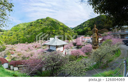 うららかな春日和の光芒に映える桜の雲海　「不動尊一心寺の桜(大分県)」 126804069