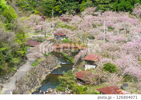 うららかな春日和の光芒に映える桜の雲海　「不動尊一心寺の桜(大分県)」 126804071
