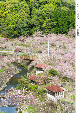 うららかな春日和の光芒に映える桜の雲海　「不動尊一心寺の桜(大分県)」 126804072
