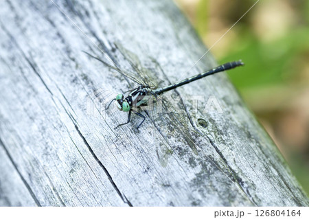 コサナエ 126804164