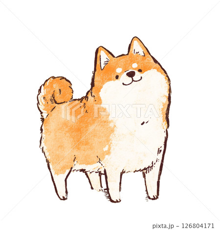 かわいい柴犬 126804171