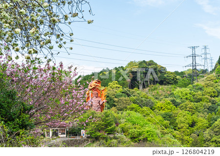 うららかな春日和に映える大不動明王像　「不動尊一心寺の桜(大分県)」 126804219