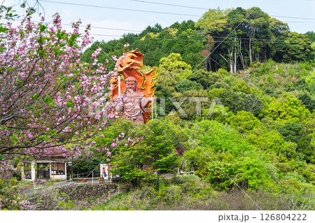 うららかな春日和に映える大不動明王像　「不動尊一心寺の桜(大分県)」 126804222