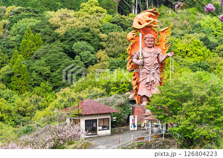 うららかな春日和に映える大不動明王像　「不動尊一心寺の桜(大分県)」 126804223