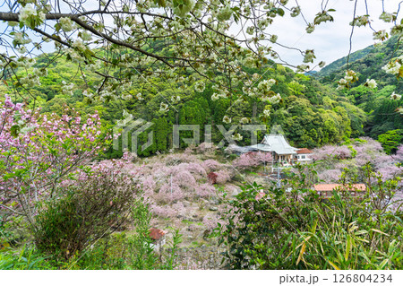 うららかな春日和に映える桜の雲海と境内風景　「不動尊一心寺の桜(大分県)」 126804234