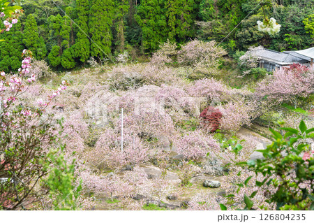 うららかな春日和に映える桜の雲海と境内風景 「不動尊一心寺の桜(大分県)」 うららかな春日和に映える桜の雲海と境内風景 「不動尊一心寺の桜(大分県)」 126804235