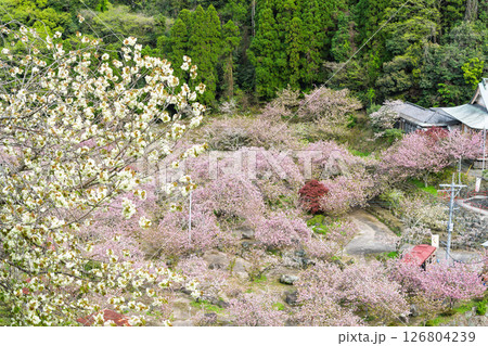 うららかな春日和に映える桜の雲海と境内風景 「不動尊一心寺の桜(大分県)」 うららかな春日和に映える桜の雲海と境内風景 「不動尊一心寺の桜(大分県)」 126804239