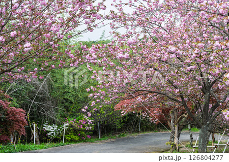 うららかな春日和の光芒に映える桜と境内風景 「不動尊一心寺の桜(大分県)」 うららかな春日和の光芒に映える桜と境内風景 「不動尊一心寺の桜(大分県)」 126804277