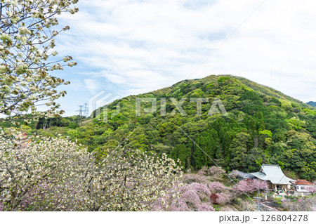 うららかな春日和の光芒に映える桜と境内風景　「不動尊一心寺の桜(大分県)」 126804278