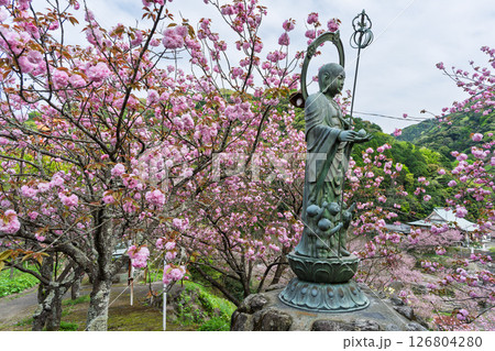 うららかな春日和の光芒に映える桜と境内風景 「不動尊一心寺の桜(大分県)」 うららかな春日和の光芒に映える桜と境内風景 「不動尊一心寺の桜(大分県)」 126804280