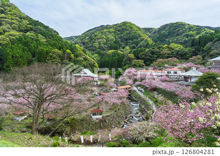 うららかな春日和の光芒に映える桜と境内風景 「不動尊一心寺の桜(大分県)」 うららかな春日和の光芒に映える桜と境内風景 「不動尊一心寺の桜(大分県)」 126804281