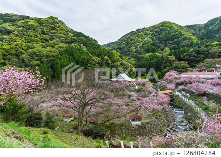 うららかな春日和の光芒に映える桜と境内風景　「不動尊一心寺の桜(大分県)」 126804284