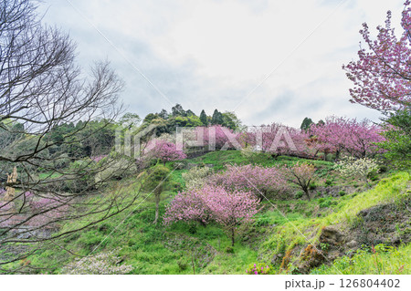 うららかな春日和の光芒に映える桜と境内パノラマ風景　「不動尊一心寺の桜(大分県)」 126804402