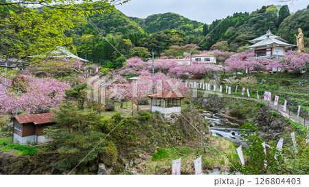 うららかな春日和の光芒に映える桜と境内パノラマ風景　「不動尊一心寺の桜(大分県)」 126804403