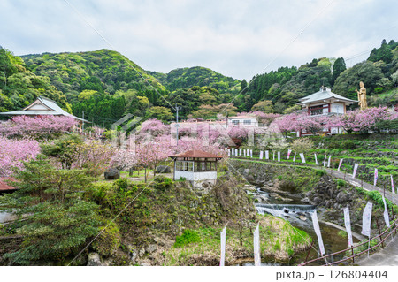うららかな春日和の光芒に映える桜と境内パノラマ風景　「不動尊一心寺の桜(大分県)」 126804404