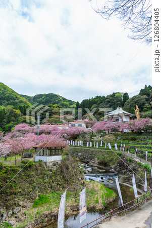 うららかな春日和の光芒に映える桜と境内パノラマ風景　「不動尊一心寺の桜(大分県)」 126804405