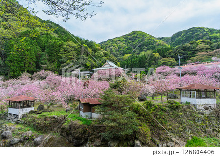 うららかな春日和の光芒に映える桜と境内パノラマ風景　「不動尊一心寺の桜(大分県)」 126804406