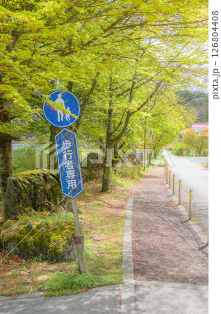 【蓼科湖】新緑の遊歩道【茅野市】 126804408