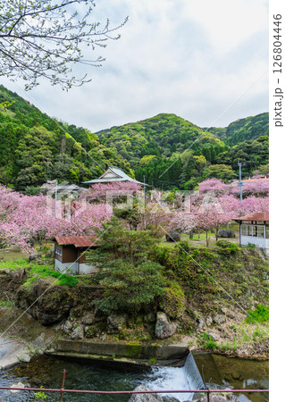 うららかな春日和に映える桜咲く境内風景(八重桜) 「不動尊一心寺の桜(大分県)」 うららかな春日和に映える桜咲く境内風景(八重桜) 「不動尊一心寺の桜(大分県)」 126804446