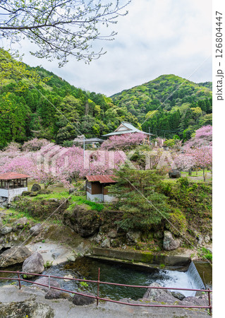 うららかな春日和に映える桜咲く境内風景(八重桜) 「不動尊一心寺の桜(大分県)」 うららかな春日和に映える桜咲く境内風景(八重桜) 「不動尊一心寺の桜(大分県)」 126804447