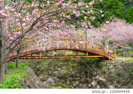 うららかな春日和に映える桜咲く境内風景(八重桜) 「不動尊一心寺の桜(大分県)」 うららかな春日和に映える桜咲く境内風景(八重桜) 「不動尊一心寺の桜(大分県)」 126804449