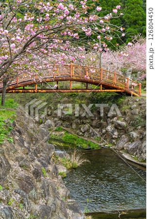 うららかな春日和に映える桜咲く境内風景(八重桜)　「不動尊一心寺の桜(大分県)」 126804450