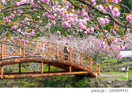 うららかな春日和に映える桜咲く境内風景(八重桜)　「不動尊一心寺の桜(大分県)」 126804451
