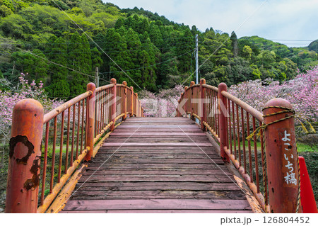 うららかな春日和に映える桜咲く境内風景(八重桜) 「不動尊一心寺の桜(大分県)」 うららかな春日和に映える桜咲く境内風景(八重桜) 「不動尊一心寺の桜(大分県)」 126804452