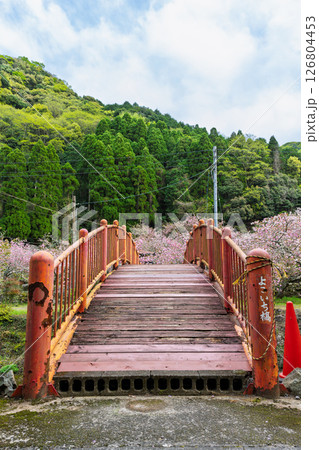 うららかな春日和に映える桜咲く境内風景(八重桜)　「不動尊一心寺の桜(大分県)」 126804453