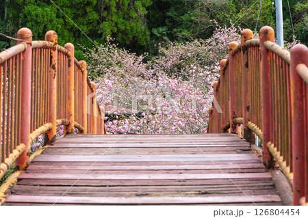 うららかな春日和に映える桜咲く境内風景(八重桜)　「不動尊一心寺の桜(大分県)」 126804454