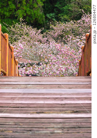 うららかな春日和に美しく咲く桜の花と境内風景　「不動尊一心寺の桜(大分県)」 126804477