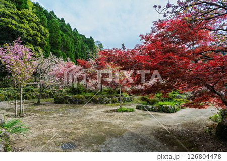 うららかな春日和に美しく咲く桜の花と境内風景　「不動尊一心寺の桜(大分県)」 126804478