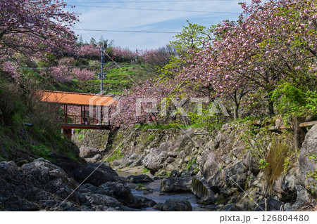うららかな春日和に美しく咲く桜の花と境内風景　「不動尊一心寺の桜(大分県)」 126804480