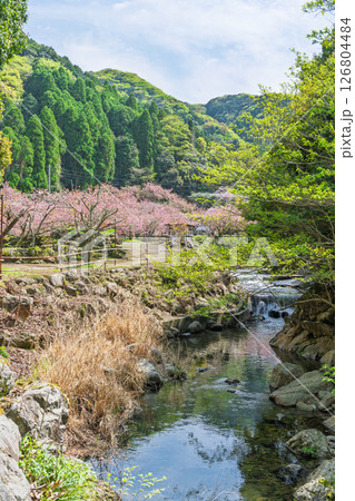 うららかな春日和に美しく咲く桜の花と境内風景　「不動尊一心寺の桜(大分県)」 126804484
