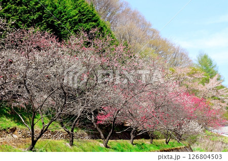 山桜と若葉の頃   駒ヶ根市   信州の風景 山桜と若葉の頃   駒ヶ根市   信州の風景 126804503