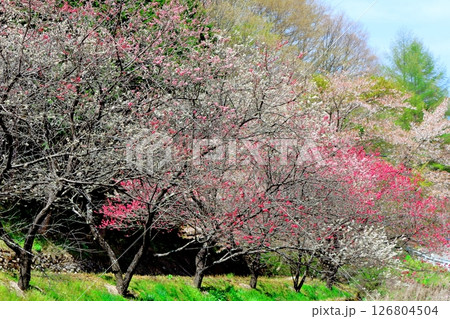 山桜と若葉の頃 駒ヶ根市 信州の風景 山桜と若葉の頃 駒ヶ根市 信州の風景 126804504