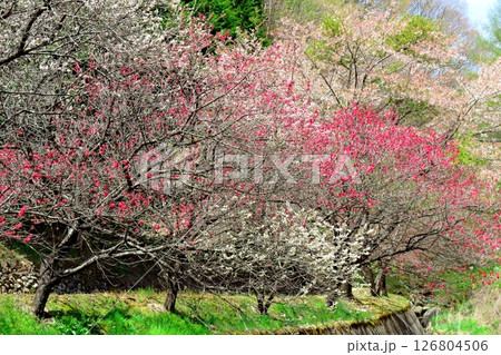 山桜と若葉の頃 駒ヶ根市 信州の風景 山桜と若葉の頃 駒ヶ根市 信州の風景 126804506