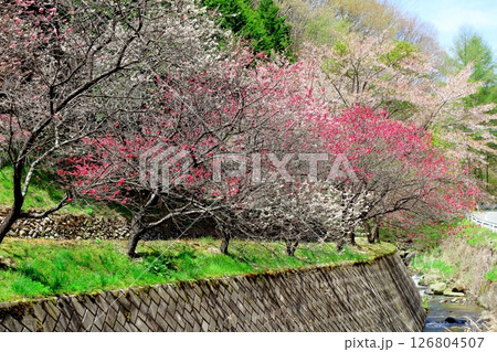 山桜と若葉の頃 駒ヶ根市 信州の風景 山桜と若葉の頃 駒ヶ根市 信州の風景 126804507