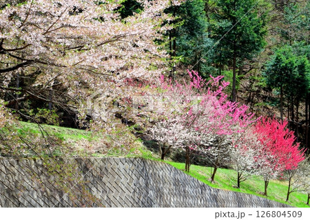 山桜と若葉の頃　　　駒ヶ根市　　　信州の風景 126804509