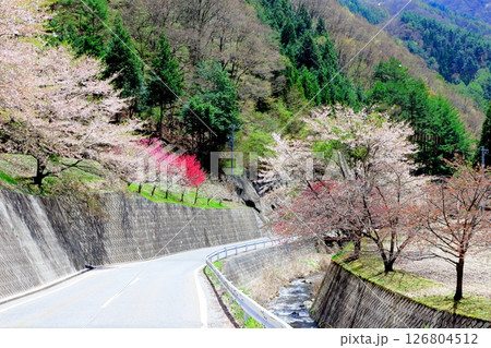 山桜と若葉の頃　　　駒ヶ根市　　　信州の風景 126804512
