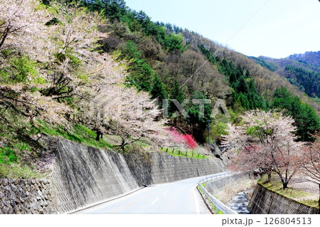 山桜と若葉の頃   駒ヶ根市   信州の風景 山桜と若葉の頃   駒ヶ根市   信州の風景 126804513