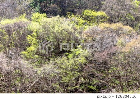 山桜と若葉の頃　　　駒ヶ根市　　　信州の風景 126804516