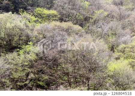 山桜と若葉の頃　　　駒ヶ根市　　　信州の風景 126804518