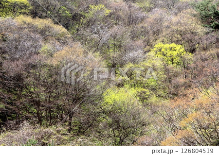 山桜と若葉の頃　　　駒ヶ根市　　　信州の風景 126804519