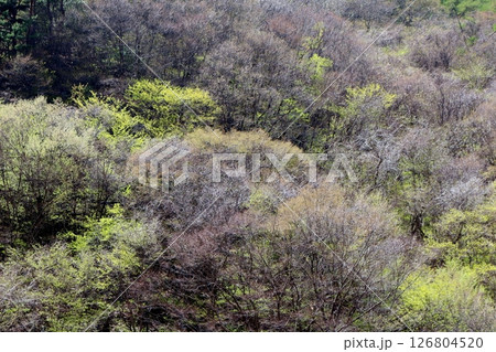 山桜と若葉の頃　　　駒ヶ根市　　　信州の風景 126804520