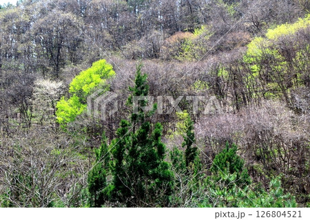 山桜と若葉の頃　　　駒ヶ根市　　　信州の風景 126804521